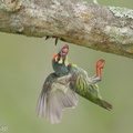 Coppersmith_Barbet-140606-116EOS1D-FY1X9959-W.jpg