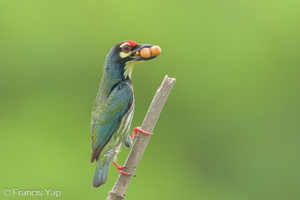 Coppersmith Barbet-240405-222MSDCF-FYP01966-W.jpg (2031 visits) Coppersmith Barbet at Ghim Moh Link Coppersmith Barbet-240405-222MSDCF-FYP01966-W.jpg