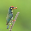 Coppersmith_Barbet-240405-222MSDCF-FYP01966-W.jpg