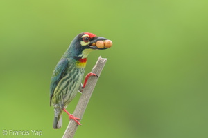 Coppersmith Barbet-240405-222MSDCF-FYP02626-W.jpg (2066 visits) Coppersmith Barbet at Ghim Moh Link Coppersmith Barbet-240405-222MSDCF-FYP02626-W.jpg