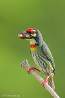 Coppersmith Barbet-240408-222MSDCF-FYP08302-W.jpg (2018 visits) Coppersmith Barbet at Ghim Moh Link Coppersmith Barbet-240408-222MSDCF-FYP08302-W.jpg