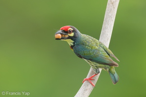 Coppersmith Barbet-240408-222MSDCF-FYP08754-W.jpg (2003 visits) Coppersmith Barbet at Ghim Moh Link Coppersmith Barbet-240408-222MSDCF-FYP08754-W.jpg