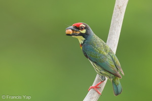 Coppersmith Barbet-240408-222MSDCF-FYP08826-W.jpg (2006 visits) Coppersmith Barbet at Ghim Moh Link Coppersmith Barbet-240408-222MSDCF-FYP08826-W.jpg