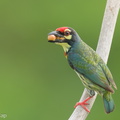 Coppersmith_Barbet-240408-222MSDCF-FYP08826-W.jpg