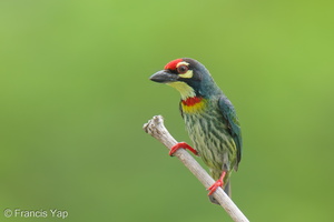 Coppersmith Barbet-240415-224MSDCF-FYP03720-W.jpg (1995 visits) Coppersmith Barbet at Ghim Moh Link Coppersmith Barbet-240415-224MSDCF-FYP03720-W.jpg