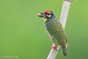 Coppersmith Barbet-240416-224MSDCF-FYP07252-W.jpg (2003 visits) Coppersmith Barbet at Ghim Moh Link Coppersmith Barbet-240416-224MSDCF-FYP07252-W.jpg