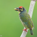 Coppersmith_Barbet-240416-224MSDCF-FYP07252-W.jpg