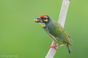 Coppersmith Barbet-240416-224MSDCF-FYP07366-W.jpg (2004 visits) Coppersmith Barbet at Ghim Moh Link Coppersmith Barbet-240416-224MSDCF-FYP07366-W.jpg