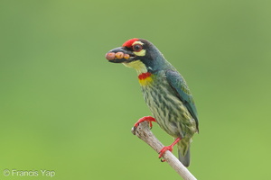Coppersmith Barbet-240416-224MSDCF-FYP07531-W.jpg (2040 visits) Coppersmith Barbet at Ghim Moh Link Coppersmith Barbet-240416-224MSDCF-FYP07531-W.jpg