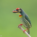 Coppersmith_Barbet-240416-224MSDCF-FYP07531-W.jpg