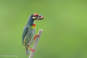 Coppersmith Barbet-240416-224MSDCF-FYP07888-W.jpg (1997 visits) Coppersmith Barbet at Ghim Moh Link Coppersmith Barbet-240416-224MSDCF-FYP07888-W.jpg