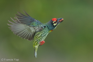 Coppersmith Barbet-240418-225MSDCF-FYP01785-W.jpg (1966 visits) Coppersmith Barbet at Ghim Moh Link Coppersmith Barbet-240418-225MSDCF-FYP01785-W.jpg