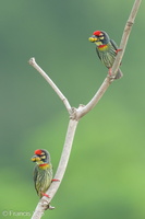 Coppersmith Barbet-240418-225MSDCF-FYP02615-W.jpg (1963 visits) Coppersmith Barbet at Ghim Moh Link Coppersmith Barbet-240418-225MSDCF-FYP02615-W.jpg