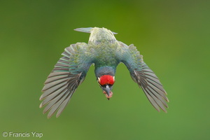 Coppersmith Barbet-240419-225MSDCF-FYP05179-W.jpg (2018 visits) Coppersmith Barbet at Ghim Moh Link Coppersmith Barbet-240419-225MSDCF-FYP05179-W.jpg