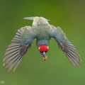 Coppersmith_Barbet-240419-225MSDCF-FYP05179-W.jpg