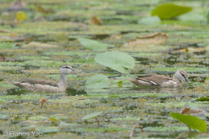 Cotton Pygmy Goose-160115-101EOS5D-FY5S9919-W.jpg (4554 visits) Cotton Pygmy Goose at Satay by the Bay Cotton Pygmy Goose-160115-101EOS5D-FY5S9919-W.jpg