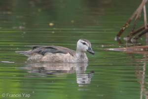 Cotton Pygmy Goose-181226-114ND500-FYP_7108-W.jpg (4614 visits) Cotton Pygmy Goose at Lorong Halus Cotton Pygmy Goose-181226-114ND500-FYP_7108-W.jpg