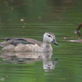 Cotton_Pygmy_Goose-181226-114ND500-FYP_7108-W.jpg