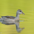 Cotton_Pygmy_Goose-210211-130MSDCF-FYP06578-W.jpg