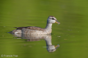 Cotton Pygmy Goose-210211-130MSDCF-FYP06685-W.jpg (4643 visits) Cotton Pygmy Goose at Bishan-Ang Mo Kio Park Cotton Pygmy Goose-210211-130MSDCF-FYP06685-W.jpg
