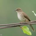 Cream-vented_Bulbul-201125-125MSDCF-FYP05493-W.jpg