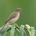 Cream-vented Bulbul-260116-150FRYAP-FYA07609-W.jpg