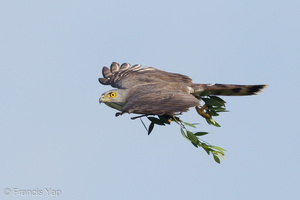 Crested Goshawk-120113-107EOS1D-FYAP3181-W.jpg (4450 visits) Crested Goshawk at Japanese Garden Crested Goshawk-120113-107EOS1D-FYAP3181-W.jpg