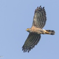Crested_Goshawk-141028-119EOS1D-FY1X5188-W.jpg
