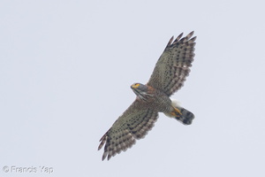 Crested Goshawk-161020-105EOS1D-F1X29146-W.jpg (4698 visits) Crested Goshawk at Kent Ridge Park Crested Goshawk-161020-105EOS1D-F1X29146-W.jpg