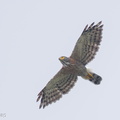 Crested_Goshawk-161020-105EOS1D-F1X29146-W.jpg