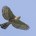 Crested Goshawk-220209-140MSDCF-FRY03669-W.jpg