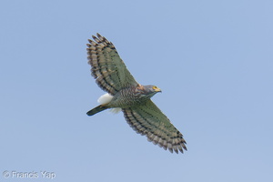 Crested Goshawk-251108-131FRYAP-FYA02258-W.jpg