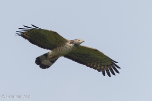 Crested Honey Buzzard-130322-105EOS1D-FY1X9335-W.jpg (4608 visits) Crested Honey Buzzard at Jelutong Tower Crested Honey Buzzard-130322-105EOS1D-FY1X9335-W.jpg