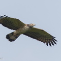 Crested_Honey_Buzzard-130322-105EOS1D-FY1X9335-W.jpg