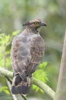 Crested Honey Buzzard-161102-106EOS1D-F1X27033-W.jpg (4755 visits) Crested Honey Buzzard at Mandai Crested Honey Buzzard-161102-106EOS1D-F1X27033-W.jpg