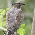 Crested_Honey_Buzzard-161102-106EOS1D-F1X27033-W.jpg
