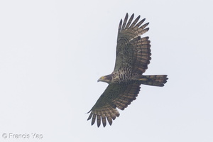 Crested Honey Buzzard-171109-115EOS1D-F1X21168-W.jpg (4815 visits) Crested Honey Buzzard at Jelutong Tower Crested Honey Buzzard-171109-115EOS1D-F1X21168-W.jpg
