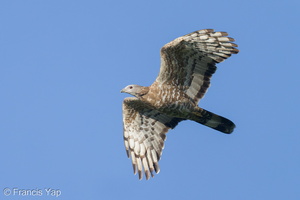 Crested Honey Buzzard-211006-122MSDCF-FRY00248-W.jpg (4626 visits) Crested Honey Buzzard at Jelutong Tower Crested Honey Buzzard-211006-122MSDCF-FRY00248-W.jpg