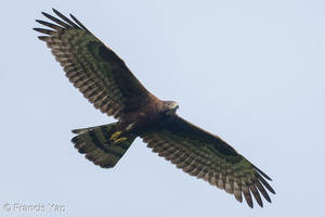 Crested Honey Buzzard-260114-149FRYAP-FYA08158-W.jpg
