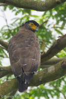 Crested Serpent Eagle-110827-104EOS1D-FYAP9474-W.jpg (4710 visits) Crested Serpent Eagle at Malcolm Park Crested Serpent Eagle-110827-104EOS1D-FYAP9474-W.jpg