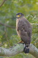 Crested Serpent Eagle-140929-118EOS1D-FY1X6959-W.jpg (4548 visits) Crested Serpent Eagle at Japanese Garden Crested Serpent Eagle-140929-118EOS1D-FY1X6959-W.jpg
