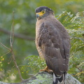 Crested_Serpent_Eagle-140929-118EOS1D-FY1X6959-W.jpg