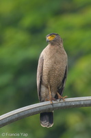 Crested Serpent Eagle-190421-116ND500-FYP_9332-W.jpg (4650 visits) Crested Serpent Eagle at Malcolm Road Crested Serpent Eagle-190421-116ND500-FYP_9332-W.jpg