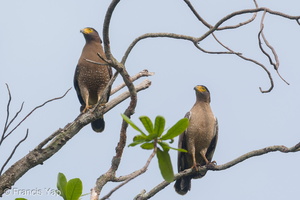 Crested Serpent Eagle-190421-116ND500-FYP_9712-W.jpg (4598 visits) Crested Serpent Eagle at Malcolm Road Crested Serpent Eagle-190421-116ND500-FYP_9712-W.jpg