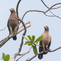 Crested_Serpent_Eagle-190421-116ND500-FYP_9712-W.jpg