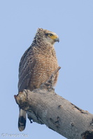 Crested Serpent Eagle-210620-114MSDCF-FRY02676-W.jpg (4689 visits) Crested Serpent Eagle at Malcolm Park Crested Serpent Eagle-210620-114MSDCF-FRY02676-W.jpg