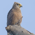 Crested_Serpent_Eagle-210620-114MSDCF-FRY02676-W.jpg