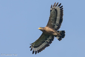 Crested Serpent Eagle-211021-124MSDCF-FRY04163-W.jpg (4763 visits) Crested Serpent Eagle at Henderson Waves Crested Serpent Eagle-211021-124MSDCF-FRY04163-W.jpg