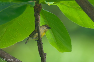 Crimson-breasted Flowerpecker-250414-102FRYAP-FYA09636-W.jpg