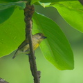 Crimson-breasted_Flowerpecker-250414-102FRYAP-FYA09636-W.jpg